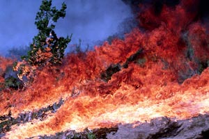 [IMAGE - Brush Fire]