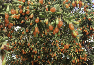 Wolfberries growing wild at Red Mountain preserve