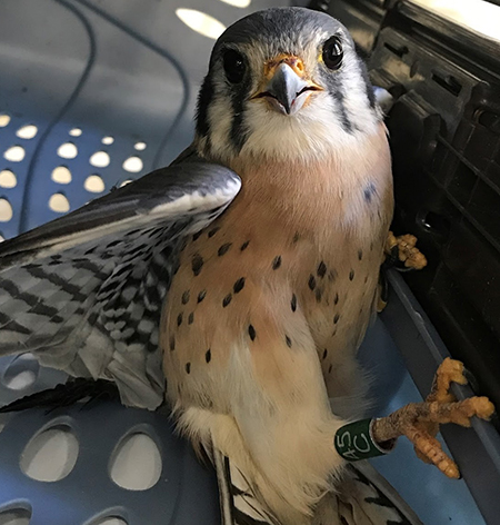 Compliance and Wildlife Management Compliance and Wildlife Management