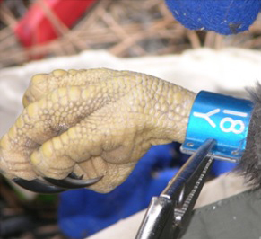 Compliance and Wildlife Management Compliance and Wildlife Management