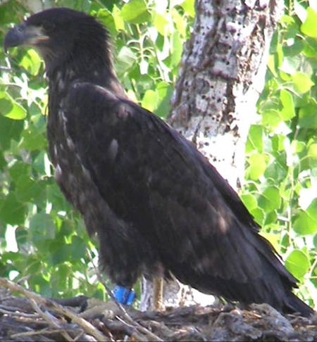 Compliance and Wildlife Management Compliance and Wildlife Management
